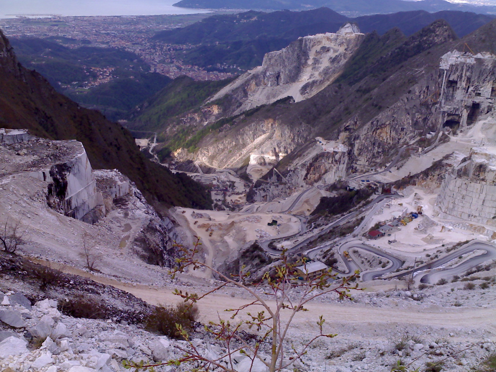 Alberica